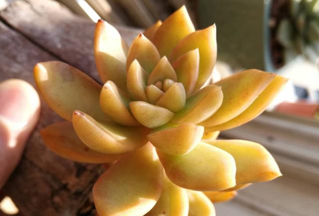 特别容易徒长的多肉植物黄丽,怎样养才能尽量阻止它