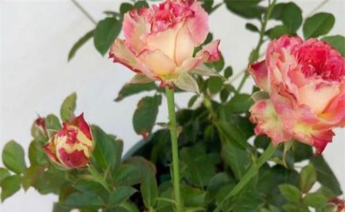 4月发文:喜欢玫瑰,就试试"珍稀品种"莲花月季,高贵冷艳