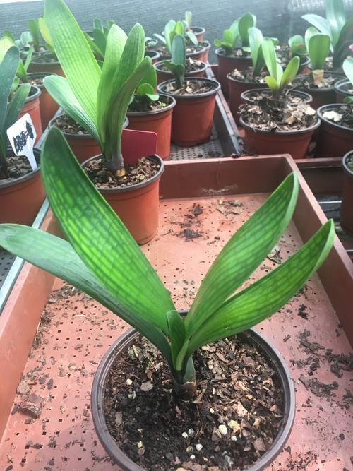 长春君子兰精品国兰元宝和尚短叶蜡膜花脸技师油匠盆栽绿植花卉