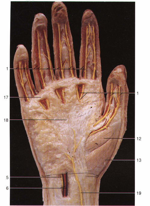 经典:手部解剖与操作