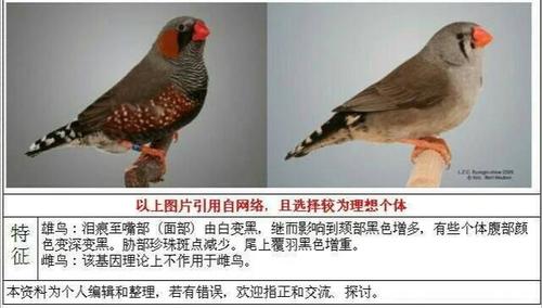 4,珍珠鸟特色种类