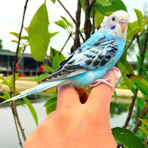 【京东推荐】玄凤鹦鹉活鸟虎皮鹦鹉观赏鸟说话鸟小鸟活物鸟类活体家养