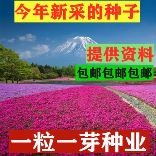 购客新品地被丛生芝樱花苗福禄考种子多年生宿根花卉夏季易种耐贺秃