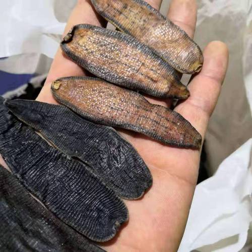 批发中药材水蛭 优质蚂蟥 足干货 水蛭粉 支持药检 规格齐全