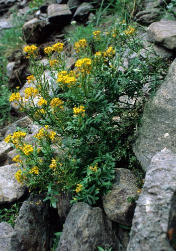 台湾山芥菜barbarea taiwaniana ohwi  