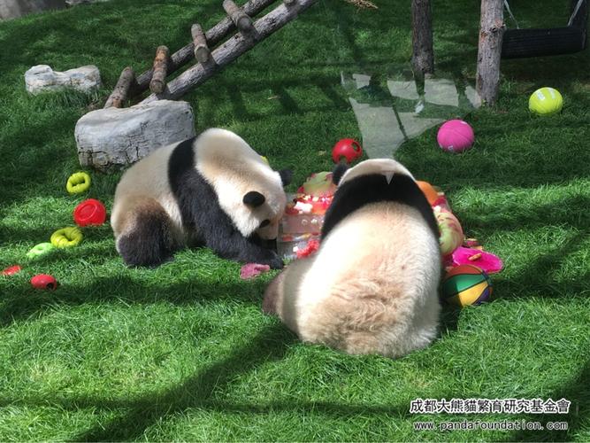 "七巧""七喜"生日会 - 成都大熊猫繁育研究基金会