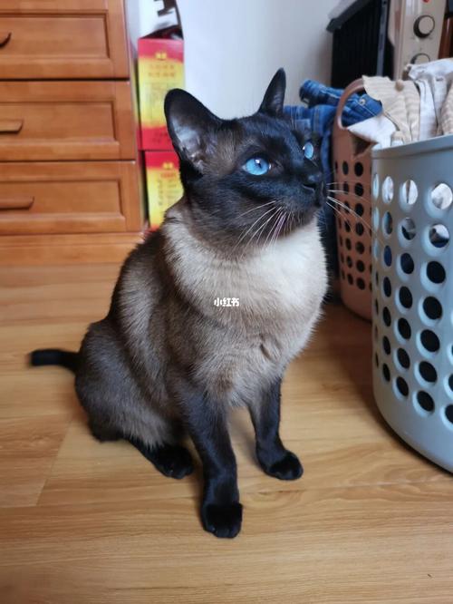 我有一只暹罗猫 蓝眼睛_暹罗猫_宠物_猫_晒猫