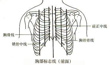 腋前线,腋中线,腋后线,肩胛线,后正中线,另外还包括胸骨线,胸骨旁线