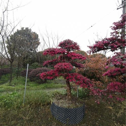 四川卉禾红花继木造型树价格30cm公分造型红花继木桩基地供应