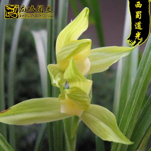 春剑素心名品 西蜀道光 浓香好养易活精品兰花苗花卉盆栽特价绿植