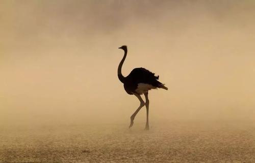 鸵鸟养殖很赚钱