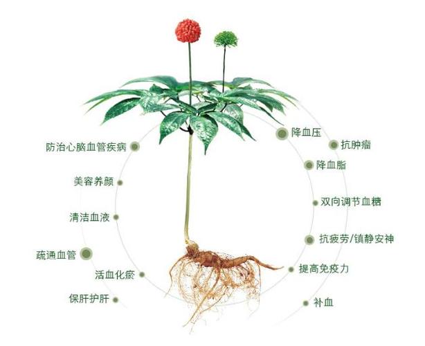 文山三七!药学家李时珍称其为"金不换",却少有人知道