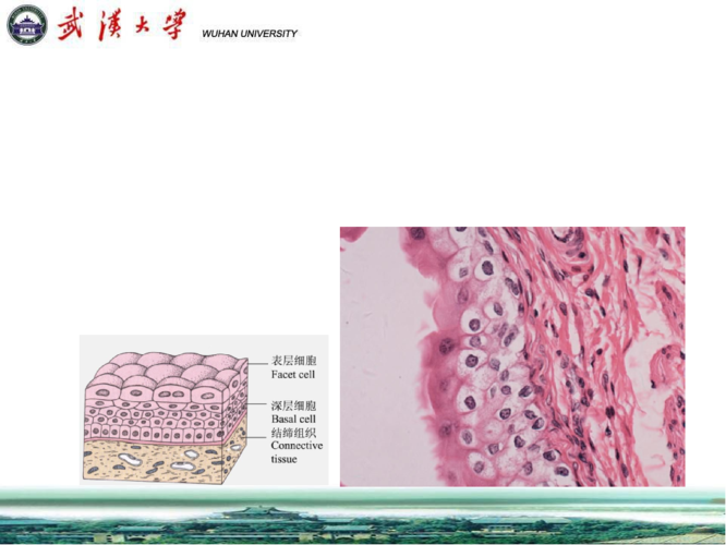 6.复层柱状细胞(stratifiedcolumnarepithelium)