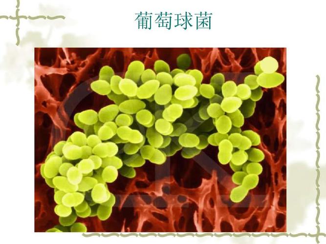 微生物基础知识培训资料ppt