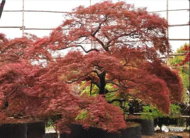 羽毛枫是庭院造景中,必不可少的观赏树.