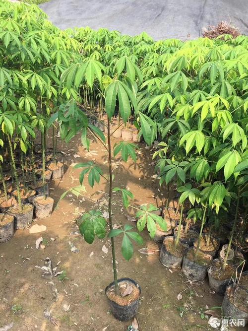 木棉花树苗美丽木棉树苗大腹木棉树苗