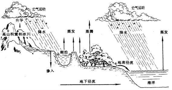 体循环肺循环简笔画