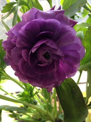 看图_花毛茛吧_百度贪吧