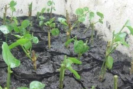 玫瑰花的繁殖方法