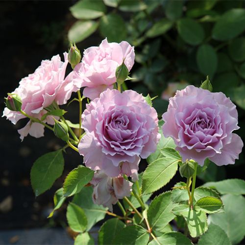 日月蜻蜓月季花灌木切花浓香月季紫色波浪边超热门品种推荐入手