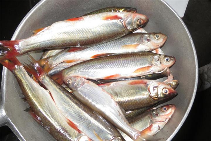 镜泊湖炸红尾鱼