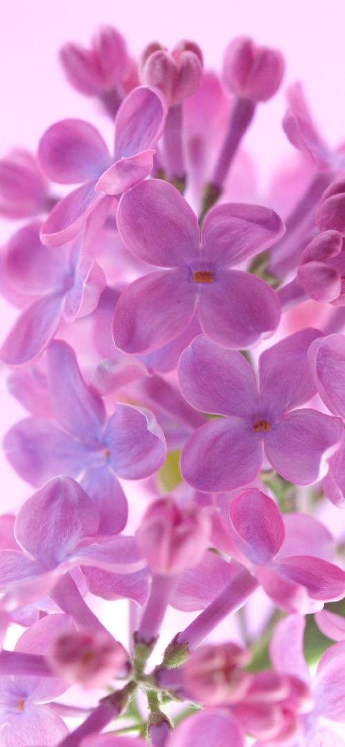 livephoto##手机壁纸