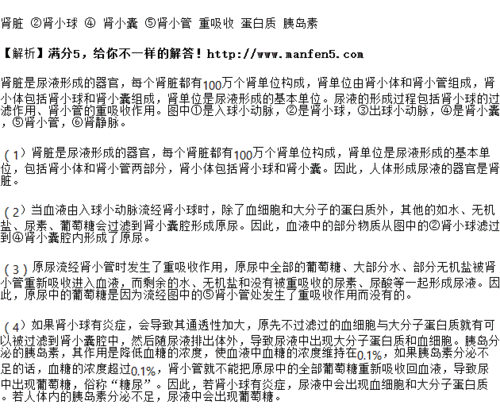 图是肾单位结构模式图,请据图分析回答.