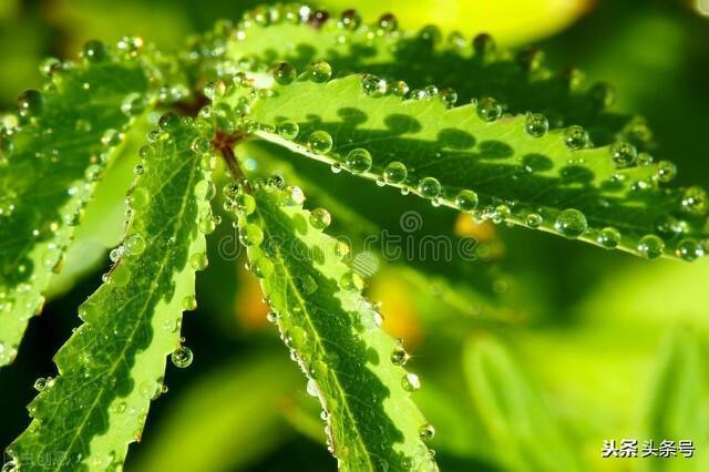 美丽的露珠