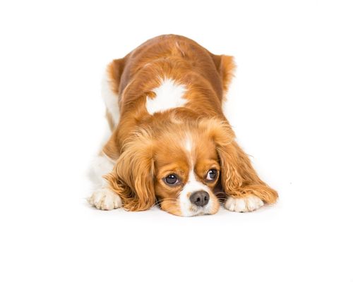 国王,卧,白色背景,低头