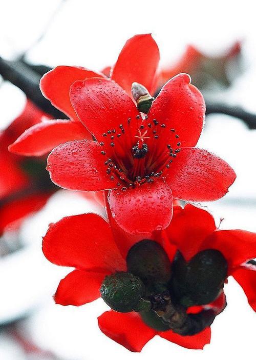 木棉花图片 木棉图片 木棉植物图片[9/9]_图片大全_美