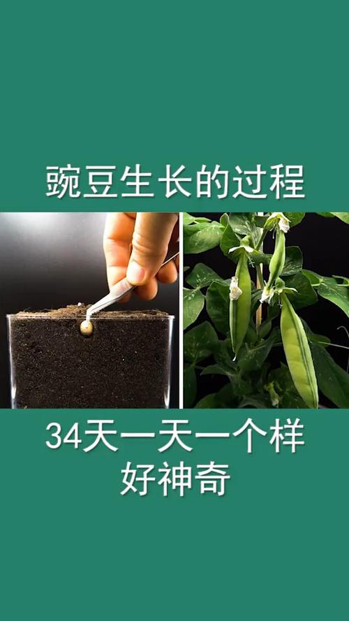 豌豆生长的过程34天一天一个样好神奇