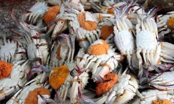 朴实中这时剩下的都是抱卵的雌蟹,交配产卵之后雌蟹一只就能够怀抱