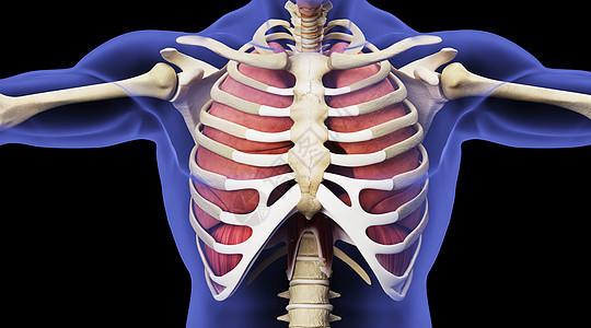 人体胸骨场景