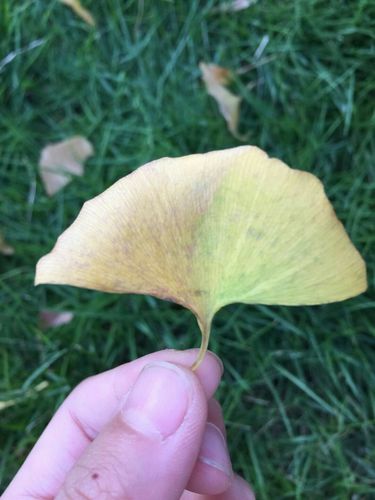 银杏树观察记录.