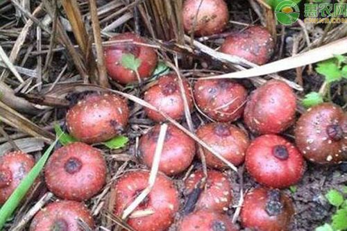 野地瓜的功效作用