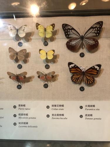 豆粉蝶族