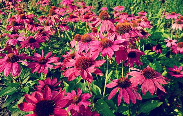 紫锥菊提取物的临床效果都有哪些