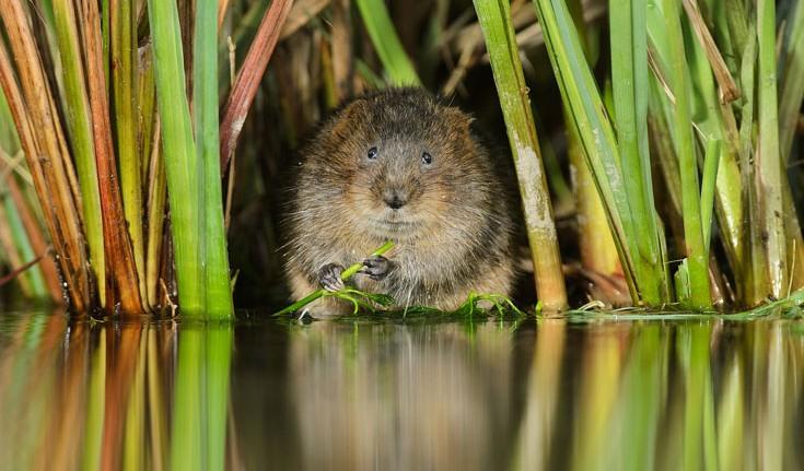 water vole - 08terry whittaker 2020vision