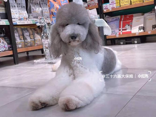 灰白花巨贵翻色历程_小朋友_宠物_狗