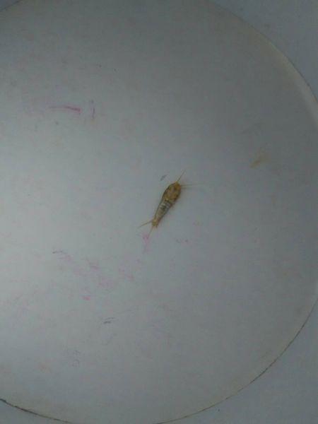 家中发现这种小虫子,不知道是什么虫子?如何清除?