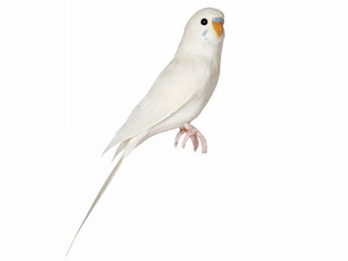 盘点人工培育的二十大纯白色鸟类之四