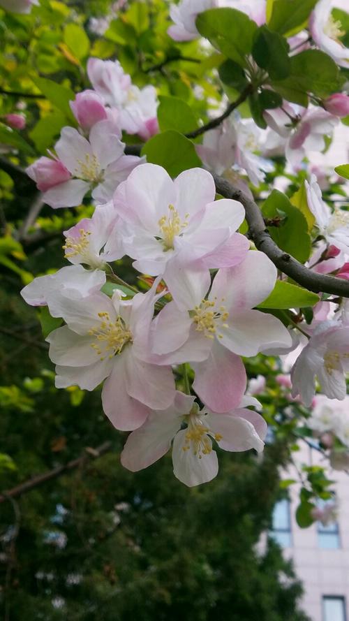 西府海棠美爆啦