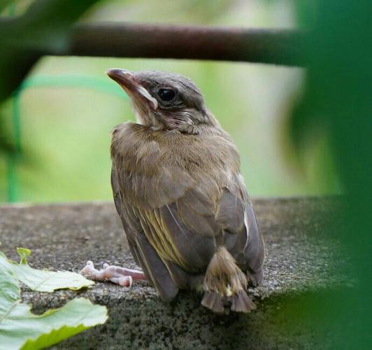 急:这是什么鸟,主要吃什么? 宠物