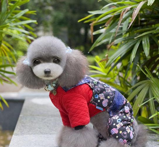 2015新款秋冬狗狗衣服 泰迪比熊冬装 宠物衣服秋冬款 加厚