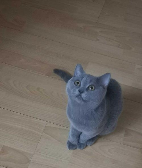 为什么都是蓝猫长的差这么多