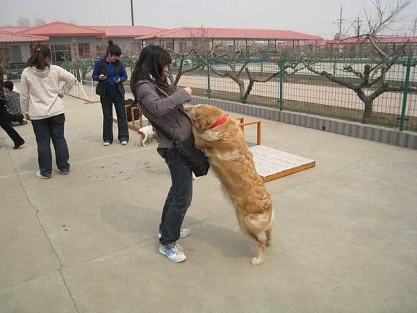 狗太热情会扑人?几个的方法防止狗扑人