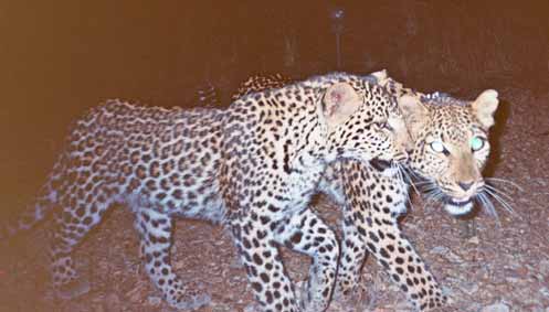 [转载]非洲之豹(七):山野浩歌_环保爱好者之飞豹_新浪