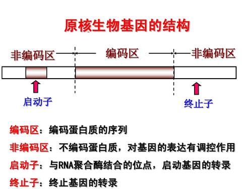 23答案ppt  原核生物基因的结构 非编码区 编码区 非编码区 启动子