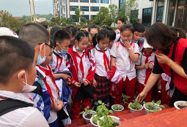 龙山小学开展劳动美社会实践活动