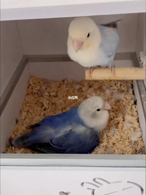 鹦鹉下蛋啦_鹦鹉_牡丹_宠物_手养牡丹鹦鹉_宠物_宠物